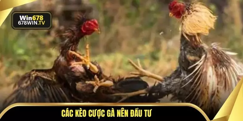 Các kèo cược gà nên đầu tư