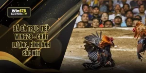 Đá gà trực tiếp