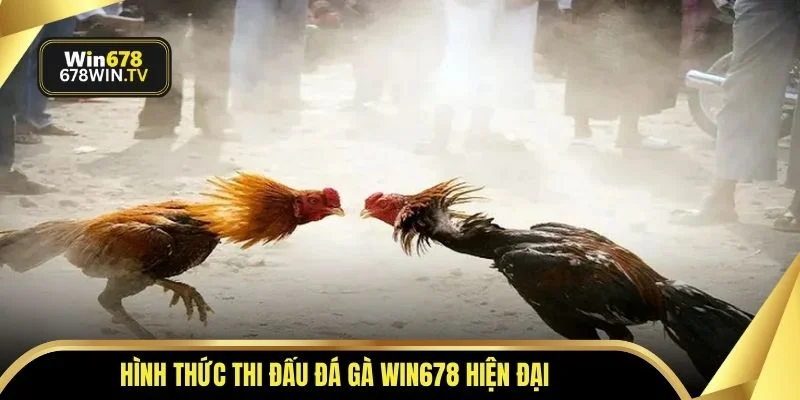 Hình thức thi đấu đá gà WIN678 hiện đại
