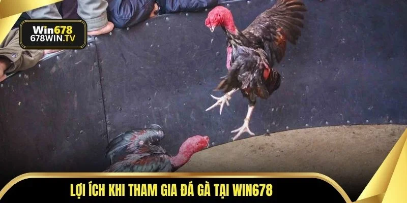 Lợi ích khi tham gia đá gà tại WIN678