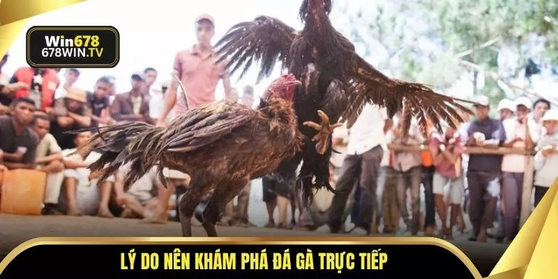 Lý do nên khám phá đá gà trực tiếp