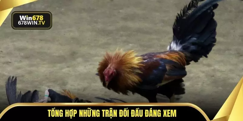 Tổng hợp những trận đối đầu đáng xem